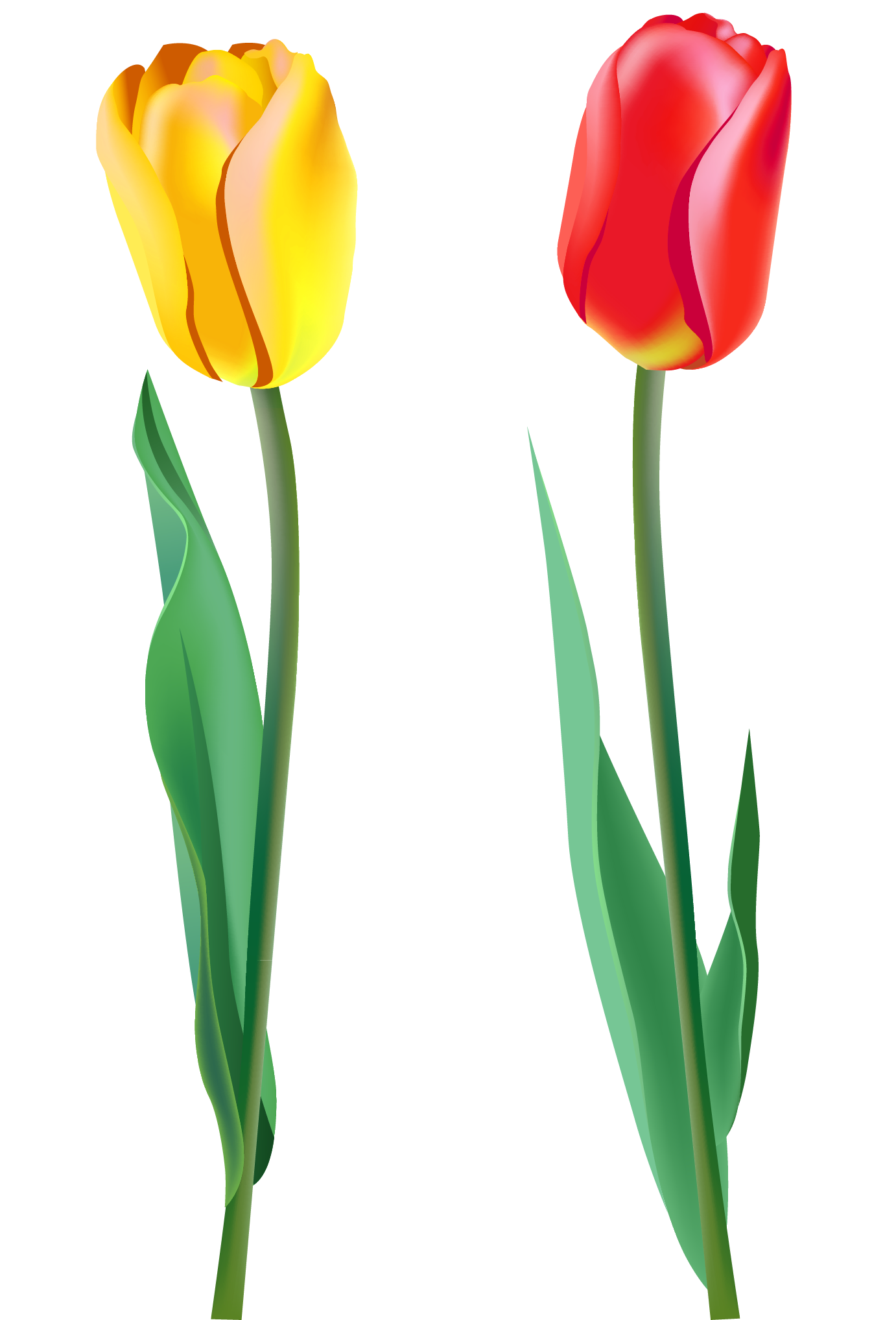 Tulip Png Image - Tulip, Transparent background PNG HD thumbnail