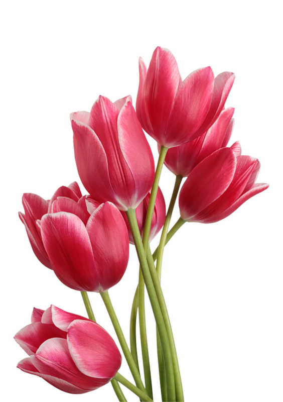 Tulip Png Image PNG Image