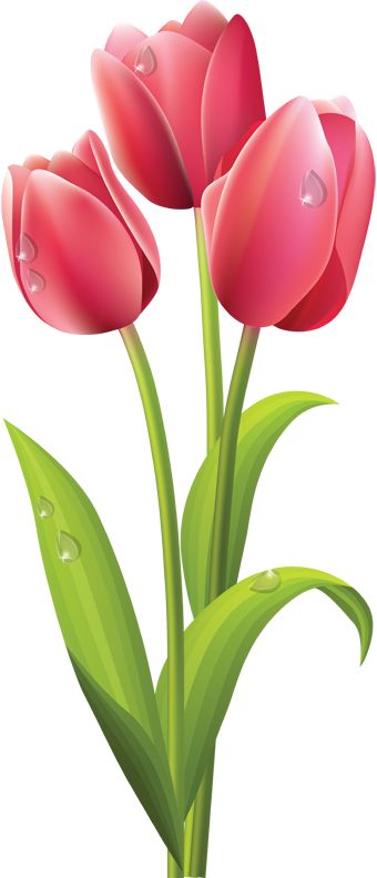 Red Tulips PNG image