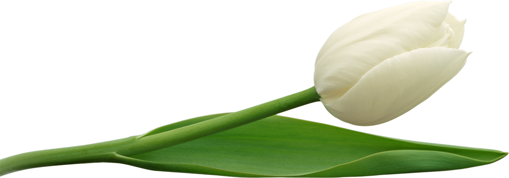 Large size tulip png picture 