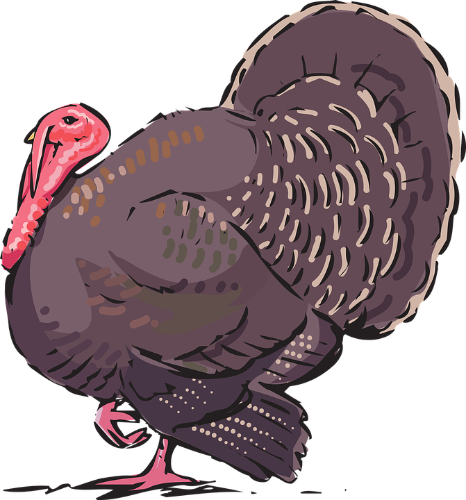 Turkey, Animal, Farm - Turkey Bird, Transparent background PNG HD thumbnail