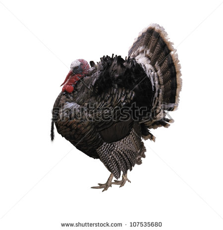 Turkey Bird Isolated On White - Turkey Bird, Transparent background PNG HD thumbnail