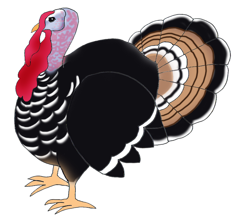 Turkey, Bird, Feathers, Thank