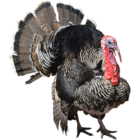 Turkey PNG Clipart. , Turkey Bird PNG - Free PNG