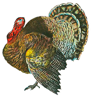 Turkey Clip Art Old Vintage Hdpng.com  - Turkey Bird, Transparent background PNG HD thumbnail