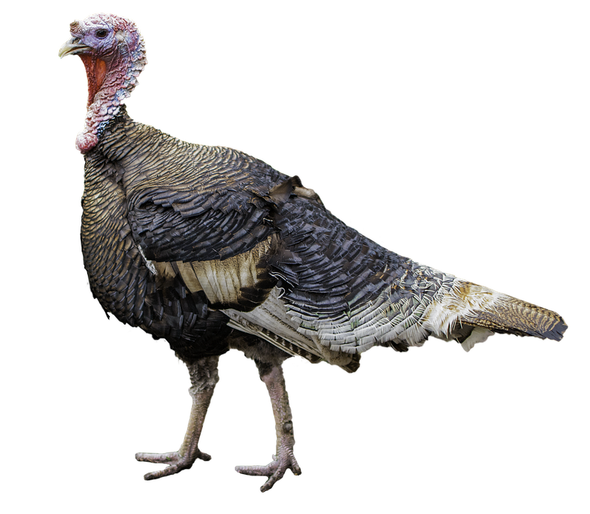 Turkey, Cut, Rip, Thanksgiving, Eco Friendly, Nice - Turkey Bird, Transparent background PNG HD thumbnail