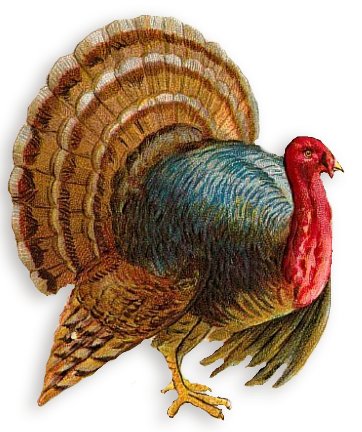 Turkey Png Clipart - Turkey Bird, Transparent background PNG HD thumbnail