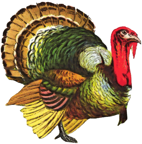 Turkey Bird Png - Turkey Png File, Transparent background PNG HD thumbnail