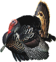 Turkey Png Image #20362 - Turkey Bird, Transparent background PNG HD thumbnail