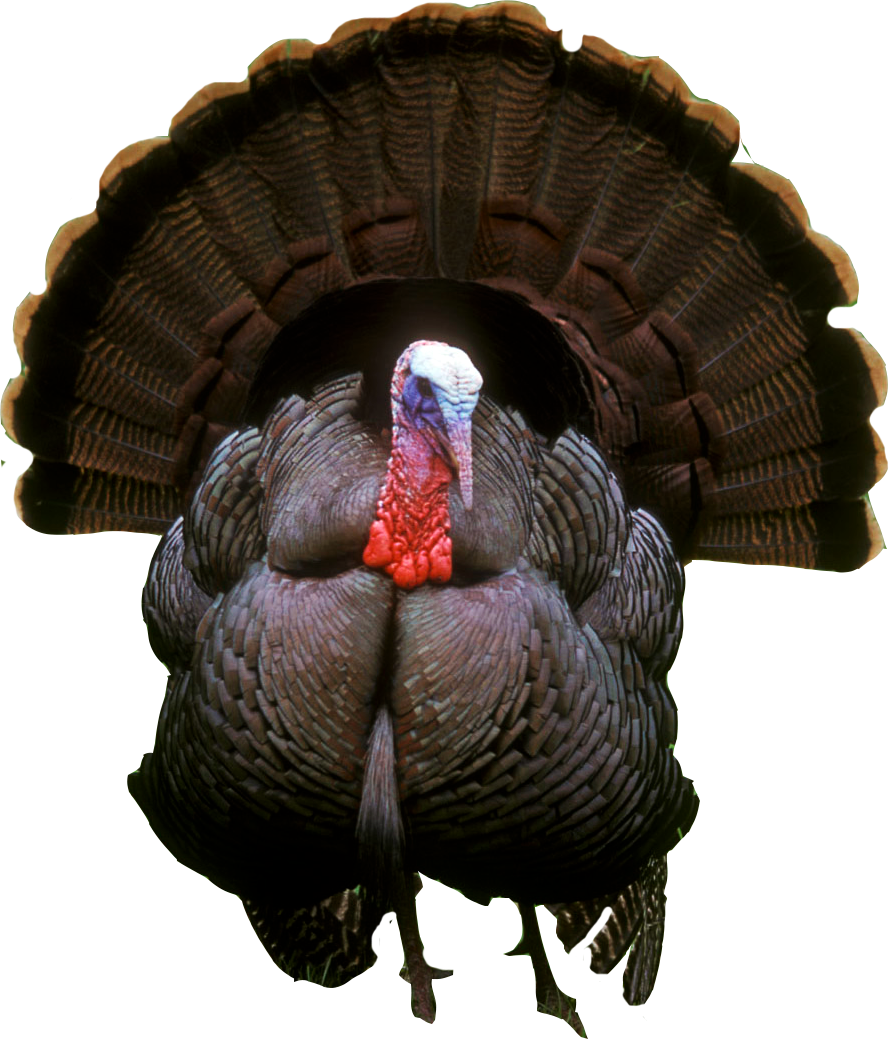 Turkey Bird Png - Turkey Png Photos, Transparent background PNG HD thumbnail