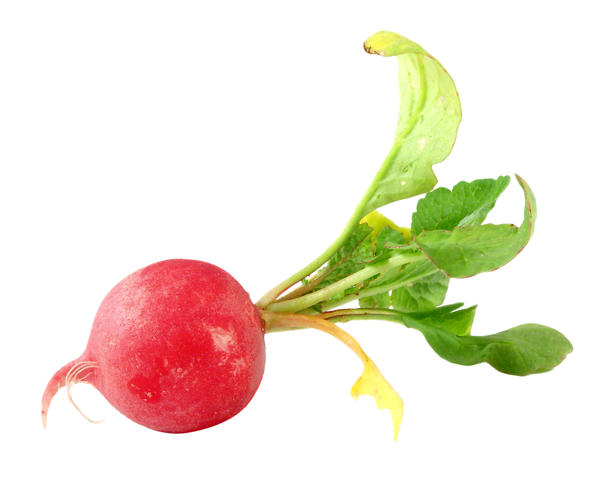 This High Quality Free Png Image Without Any Background Is About Vegetables, Radish And Fodder - Turnip, Transparent background PNG HD thumbnail