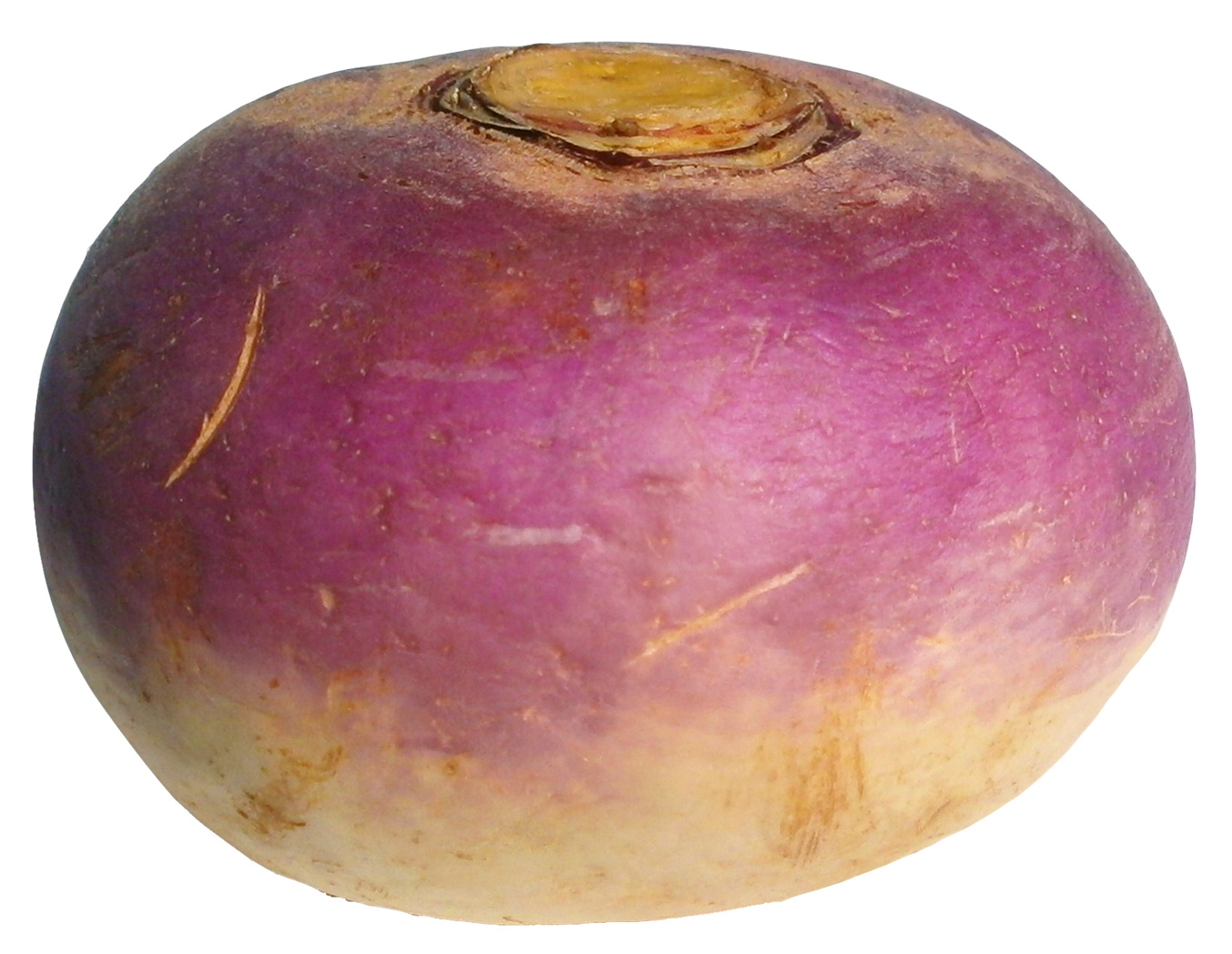 This High Quality Free Png Image Without Any Background Is About Vegetables, Root Vegetable, - Turnip, Transparent background PNG HD thumbnail