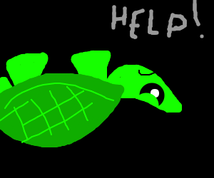 Turtle On Its Back Needs Help - Turtle On Its Back, Transparent background PNG HD thumbnail