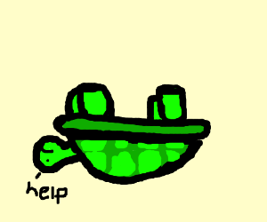 Turtle Stuck On Back - Turtle On Its Back, Transparent background PNG HD thumbnail