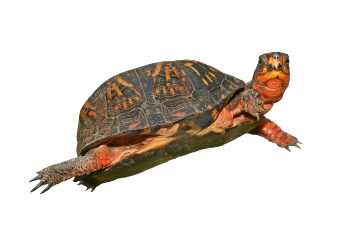 Box Turtle Png Hd - Turtle, Transparent background PNG HD thumbnail