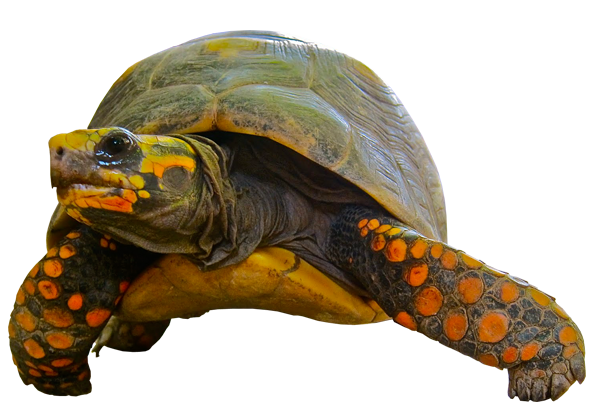 Our Picture Of The Universe. Turtle - Turtle, Transparent background PNG HD thumbnail