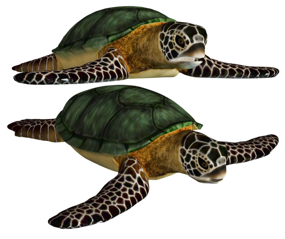 Sea Turtle Png Stock By Roy3D Hdpng.com  - Turtle, Transparent background PNG HD thumbnail