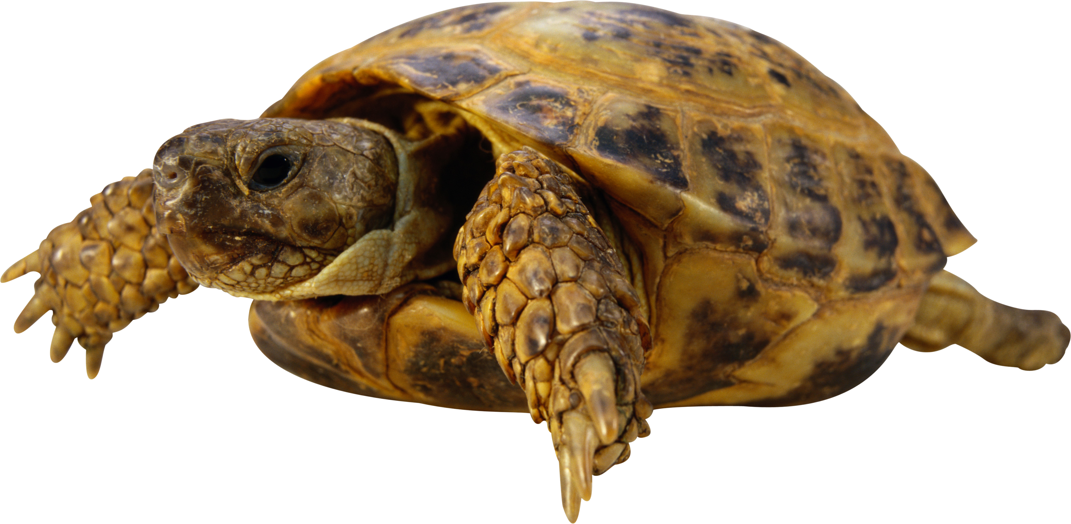 Turtle Png - Turtle, Transparent background PNG HD thumbnail