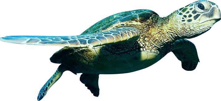 Turtle Png Image #22685 - Turtle, Transparent background PNG HD thumbnail
