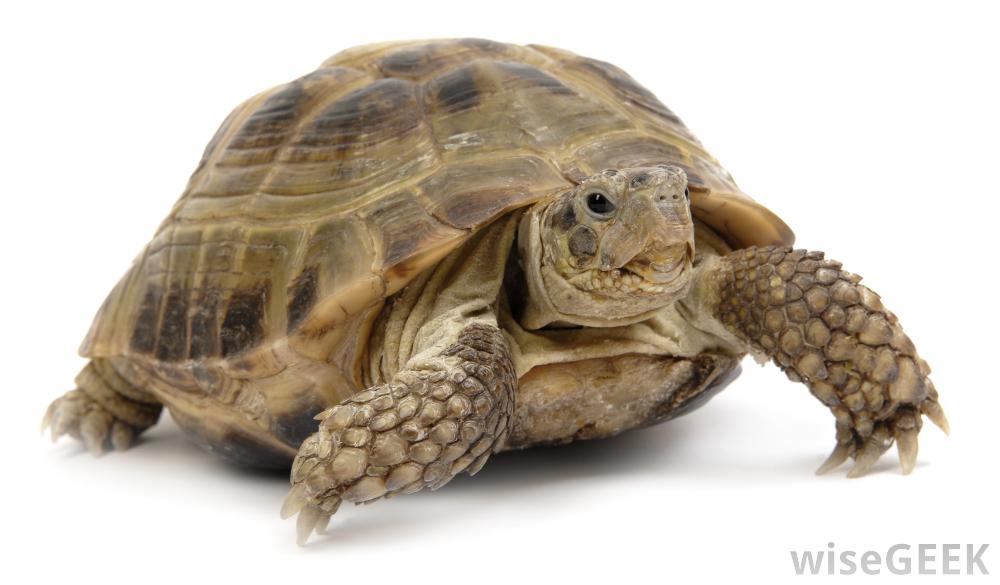 Turtle Png image #22685