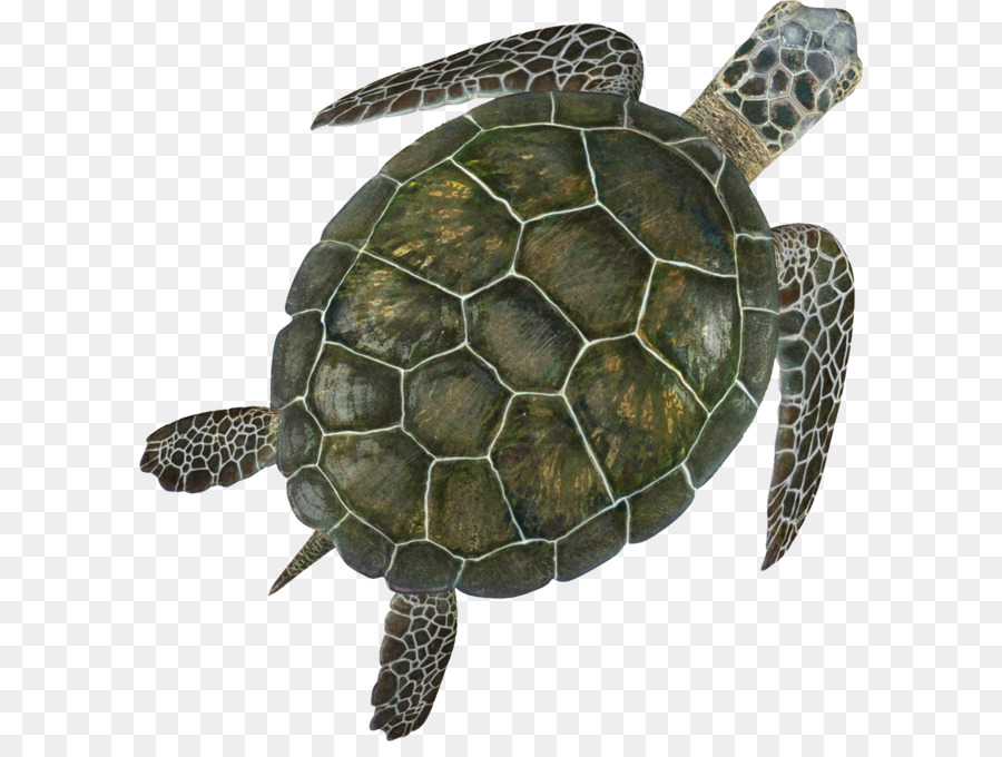 Box Turtle Sea Turtle Turtle Shell   Turtle Png - Turtle Shell, Transparent background PNG HD thumbnail