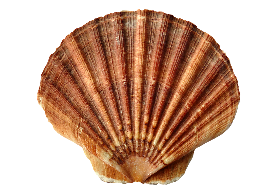 Sea Shell Clam Ocean Sea Shells Beach Sand - Turtle Shell, Transparent background PNG HD thumbnail