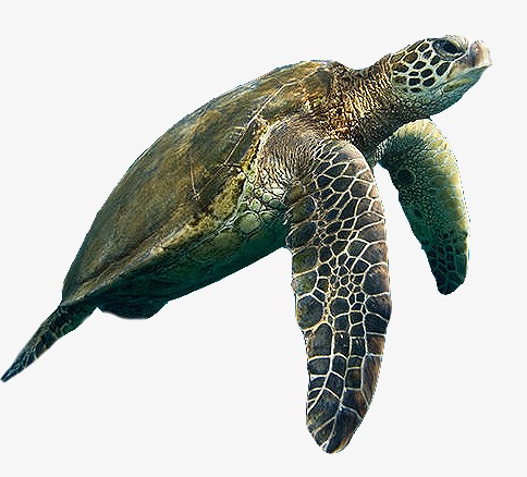 Turtle - Turtle PNG 1000*642 