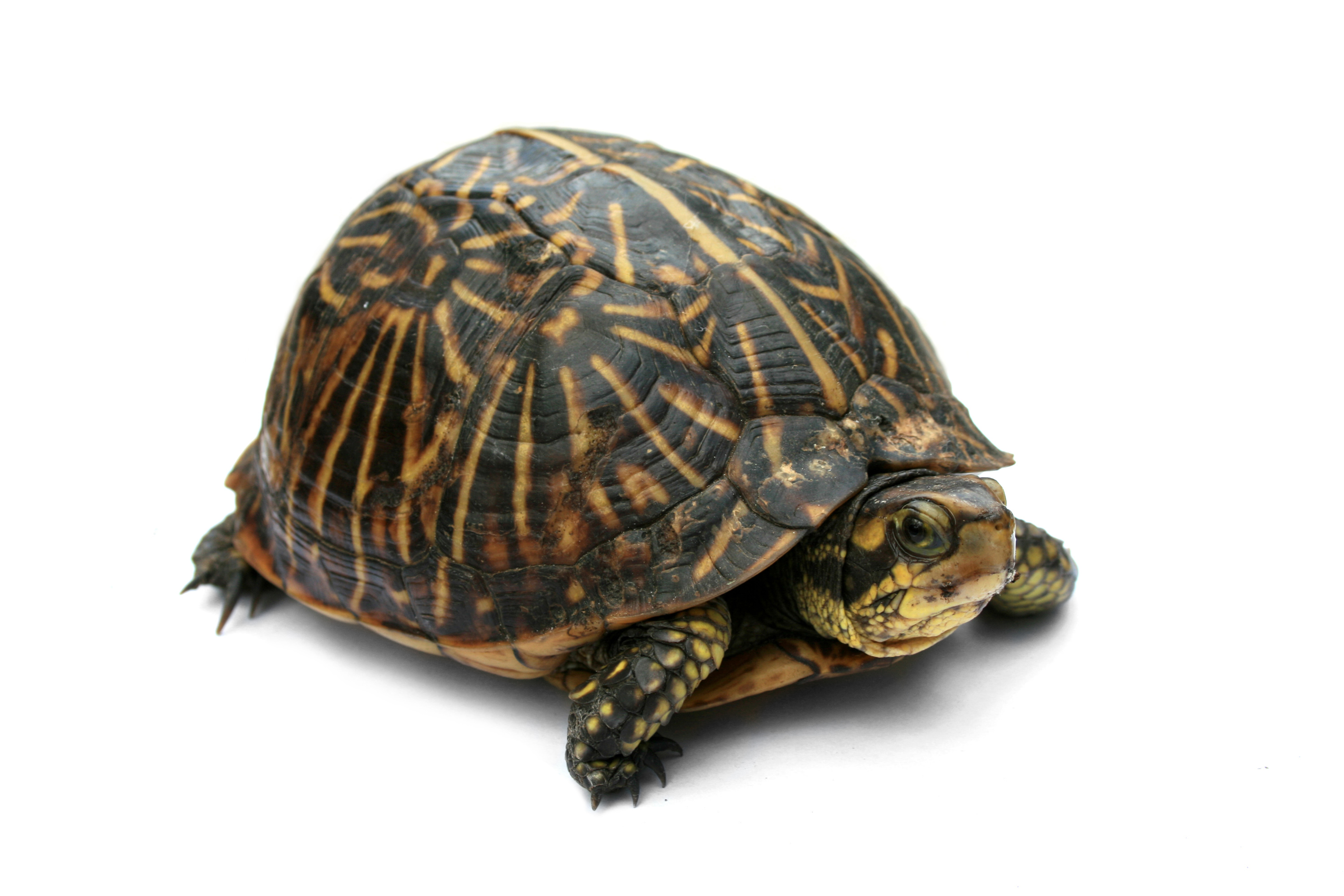. PlusPng.com Turtle Anatomy 