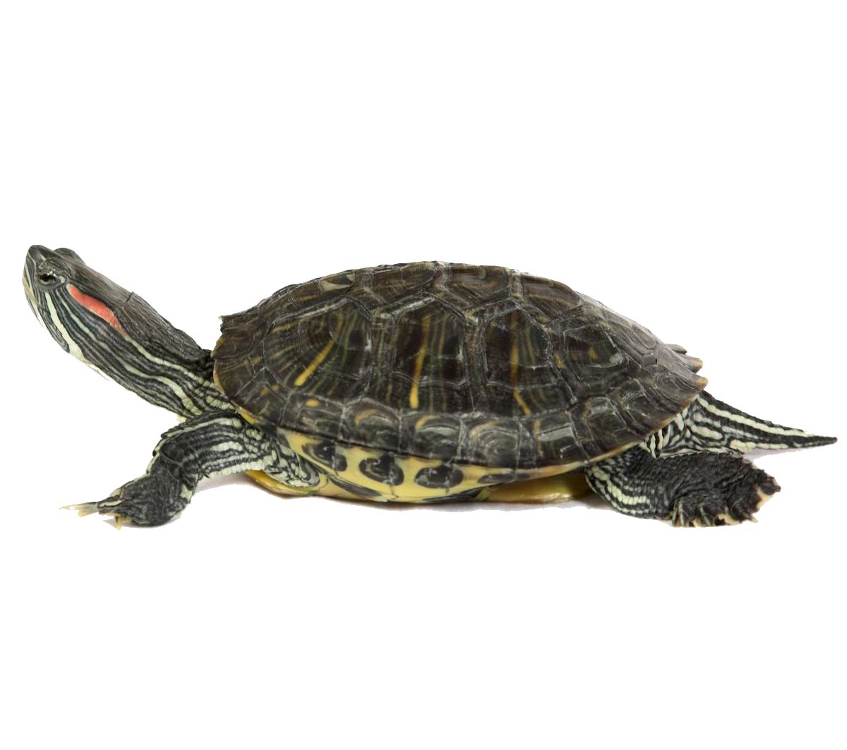 Turtle - Turtle Shell, Transparent background PNG HD thumbnail