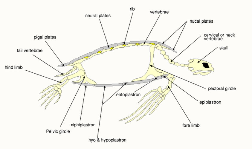 . Hdpng.com Turtle Anatomy The Anatomy Of Sea Turtles Ideas Lateral Or Side View Hi Res Wallpaper Hdpng.com  - Turtle Shell, Transparent background PNG HD thumbnail