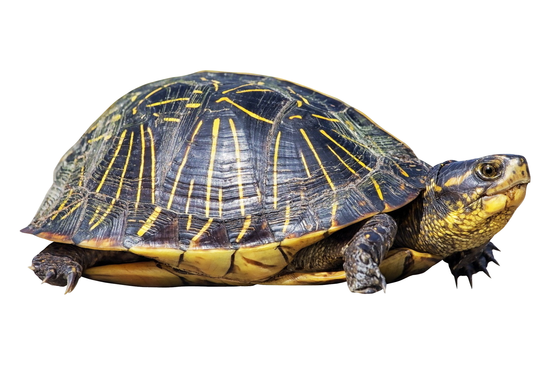 . PlusPng.com Turtle Anatomy 