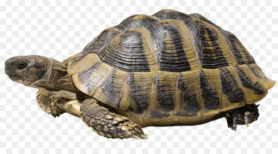 Turtle Shell Hermannu0027S Tortoise Stock Photography Common Tortoise   Tortoide - Turtle Shell, Transparent background PNG HD thumbnail