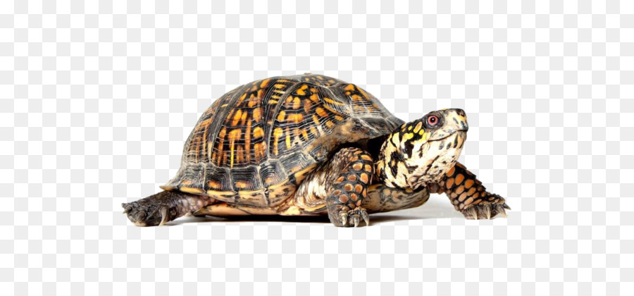Cecil Turtle Reptile Turtle s