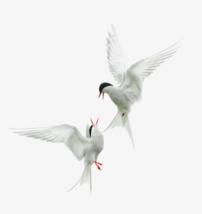 Two Birds Flying, Birdie, Dancing, Png Material Png Image And Clipart - Two Birds Black And White, Transparent background PNG HD thumbnail