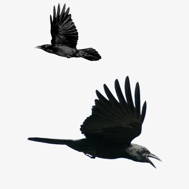 Two Birds Flying Eagle, Fly, Bird, Eagle Bird Png Image And Clipart - Two Birds Black And White, Transparent background PNG HD thumbnail