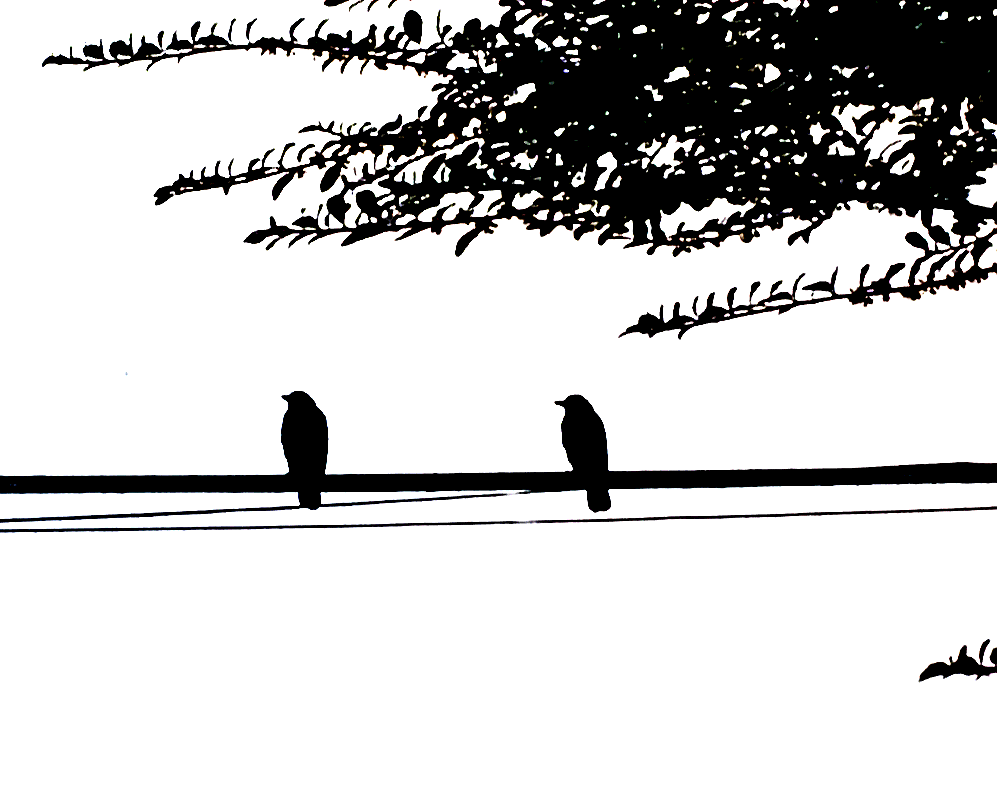 Two Birds On A Wire By Solveig1900 Hdpng.com  - Two Birds Black And White, Transparent background PNG HD thumbnail