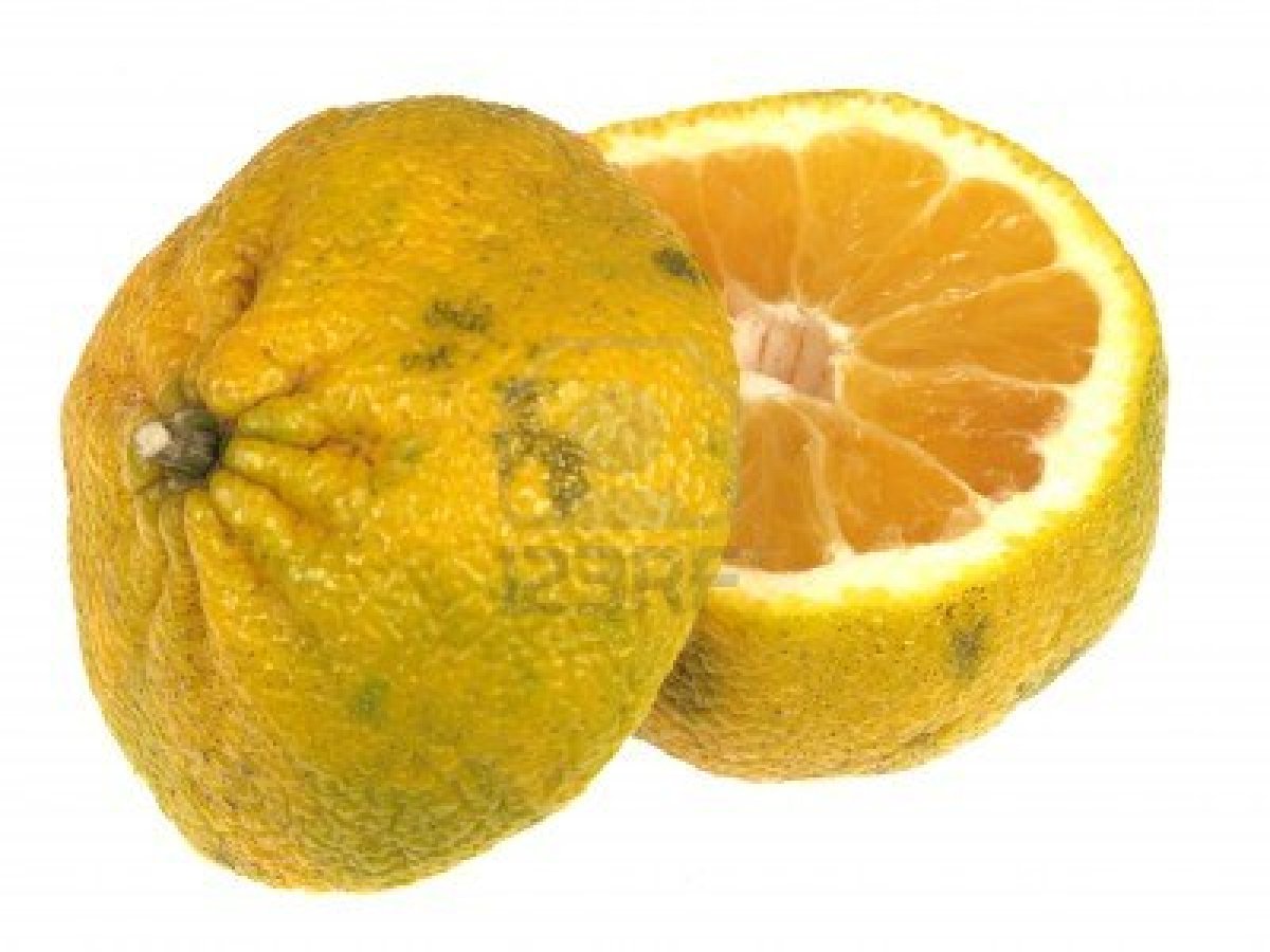 An ugli fruit (like a grapefruit), Ugli Fruit PNG - Free PNG