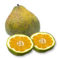 . Hdpng.com Refreshing, But A Bit Unique Tasting. Kind Of Like A Sour Orange Citrus Flavor. Hereu0027S A Picture Of An Ugli Fruit For Those That Are Unfamiliar. - Ugli Fruit, Transparent background PNG HD thumbnail