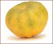 Ugli Fruit 2 - Ugli Fruit, Transparent background PNG HD thumbnail