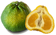 Ugli Fruit / Tangelo - Ugli Fruit, Transparent background PNG HD thumbnail