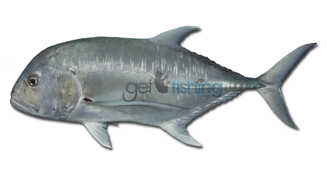 Giant Trevally - Ulua Fish, Transparent background PNG HD thumbnail