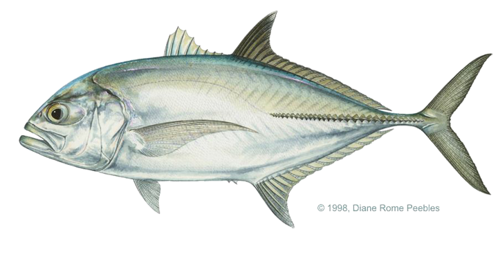 Hawaiian Numbers - Ulua Fish.
