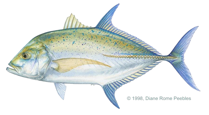 Trevally, Bluefin - Ulua Fish, Transparent background PNG HD thumbnail