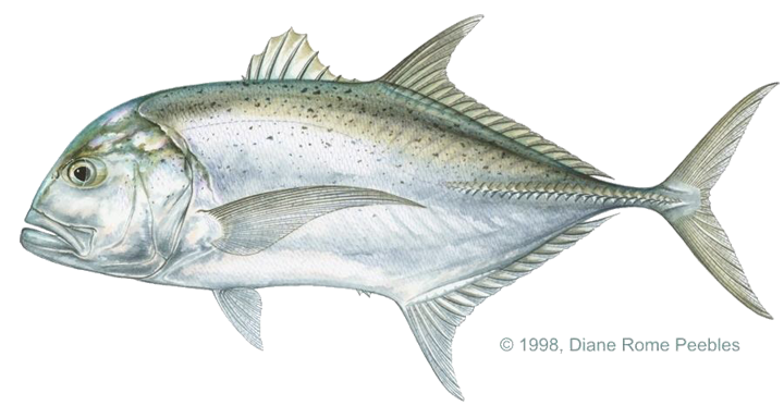 Trevally, giant, Ulua Fish PNG - Free PNG