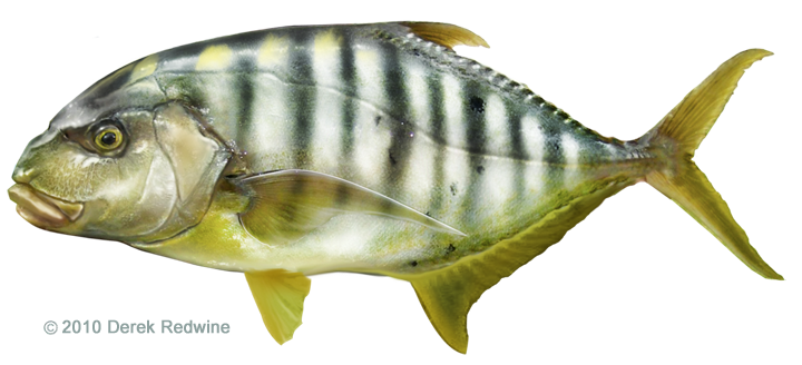 Hawaiian Numbers - Ulua Fish.