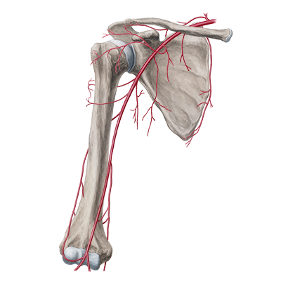 Bones of the upper limb by Ze