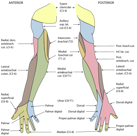 Figure 9-39 Superficial veins