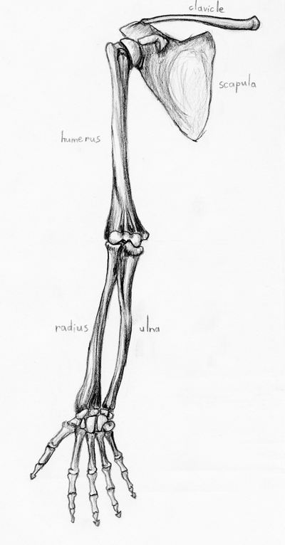 Bones Of The Upper Limb By Zexia Hdpng.com  - Upper Limbs, Transparent background PNG HD thumbnail