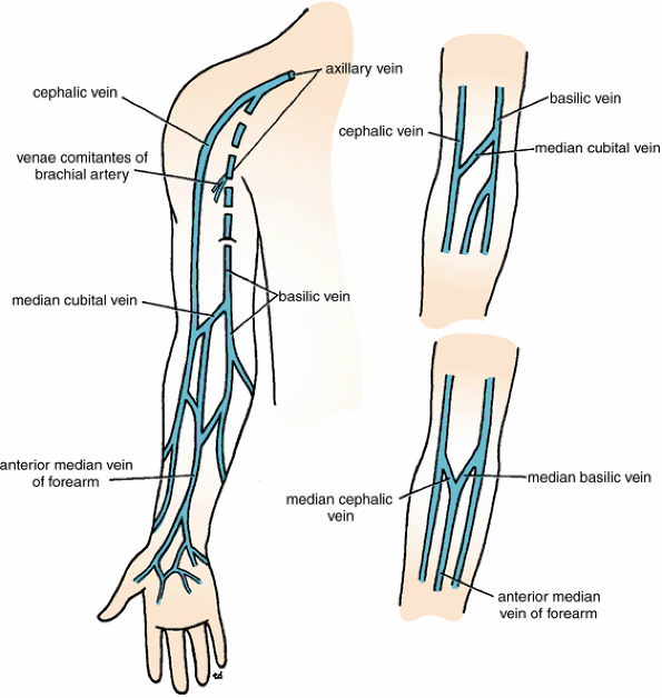 Figure 9 39 Superficial Veins Of The Upper Limb. Note The Common Variations Seen In The Region Of The Elbow. - Upper Limbs, Transparent background PNG HD thumbnail