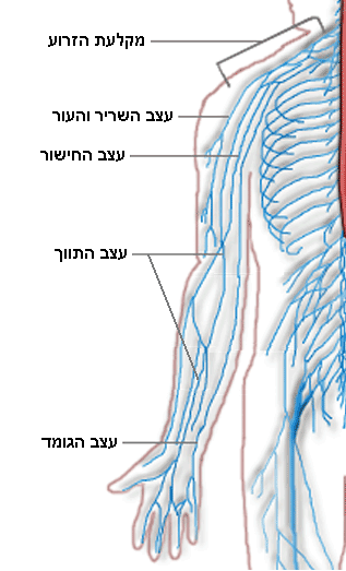 This drawing of the humerus s